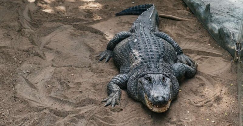 Agüimes: Cocodrilo Park Zoo Entry Ticket - Key Points