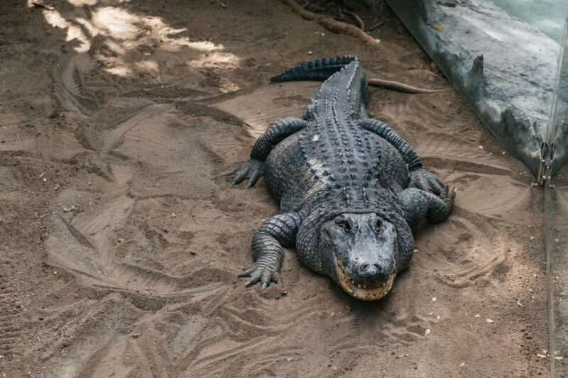 Agüimes: Cocodrilo Park Zoo Entry Ticket - Location and Accessibility
