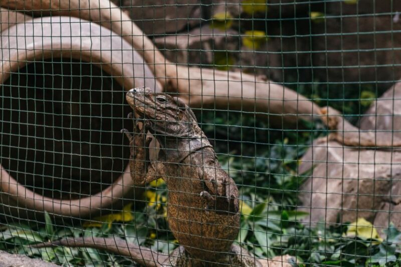 Agüimes: Cocodrilo Park Zoo Entry Ticket - The Animal Rescue and Conservation Ethic