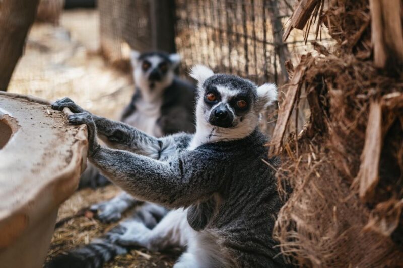 Agüimes: Cocodrilo Park Zoo Entry Ticket - Practical Tips for Visitors
