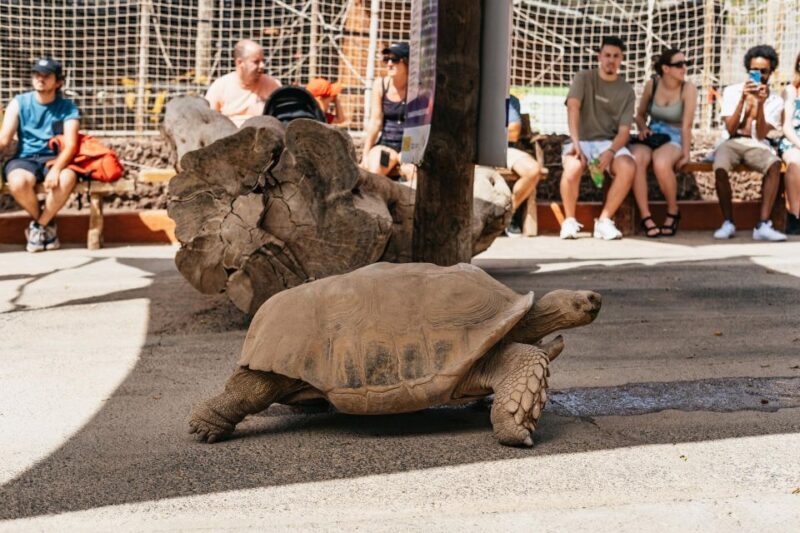 Agüimes: Cocodrilo Park Zoo Entry Ticket - Authentic Reviews and What They Highlight