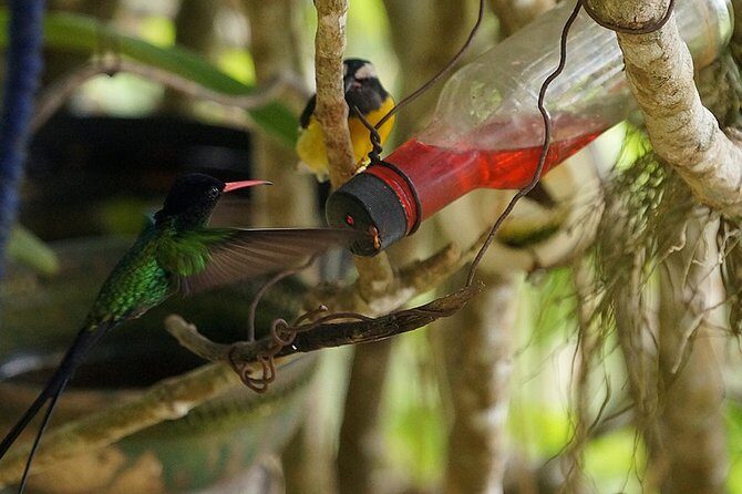 Ahhh Ras Natango Gallery and Garden Private Transfer - Final Thoughts