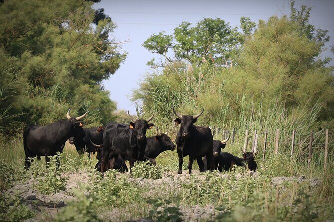 Aigues Mortes: 4x4 photo safari in the Camargue - FAQ
