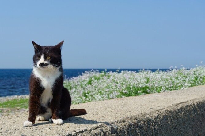 Ainoshima Cat Island Day Trip from Fukuoka - A Complete Look at the Ainoshima Cat Island Day Trip