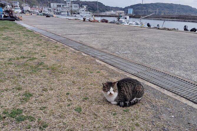 Ainoshima Island Cats Culture and Scenic Beauty Tour - Authentic Experiences and Unique Highlights
