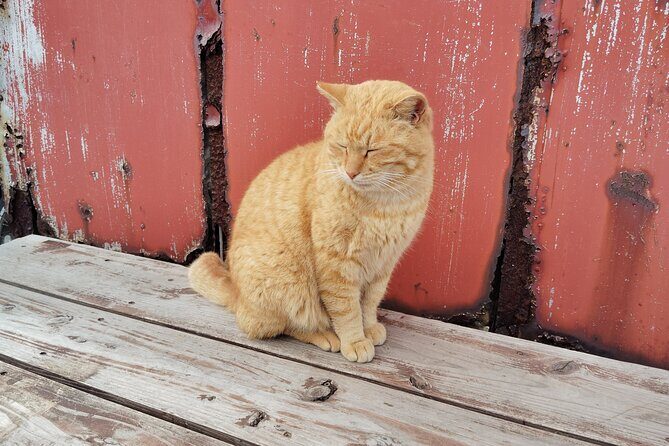 Ainoshima Island Cats Culture and Scenic Beauty Tour - The Value of the Experience