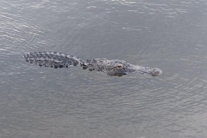 Air Boat Tour of Palm Beach in The Swamp Monster - The Value of This Tour