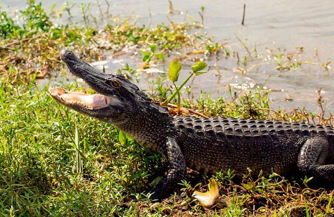 Airboat Ride with Transportation from New Orleans - Who Will Enjoy This Tour?