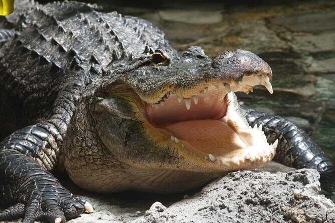 Airboat Rides in West Palm Beach Captain Wayne - Key Points