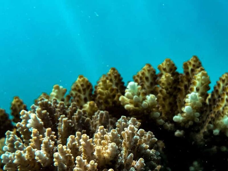 Airlie Beach: Glass-Bottom Boat Tour - The Value of the Experience
