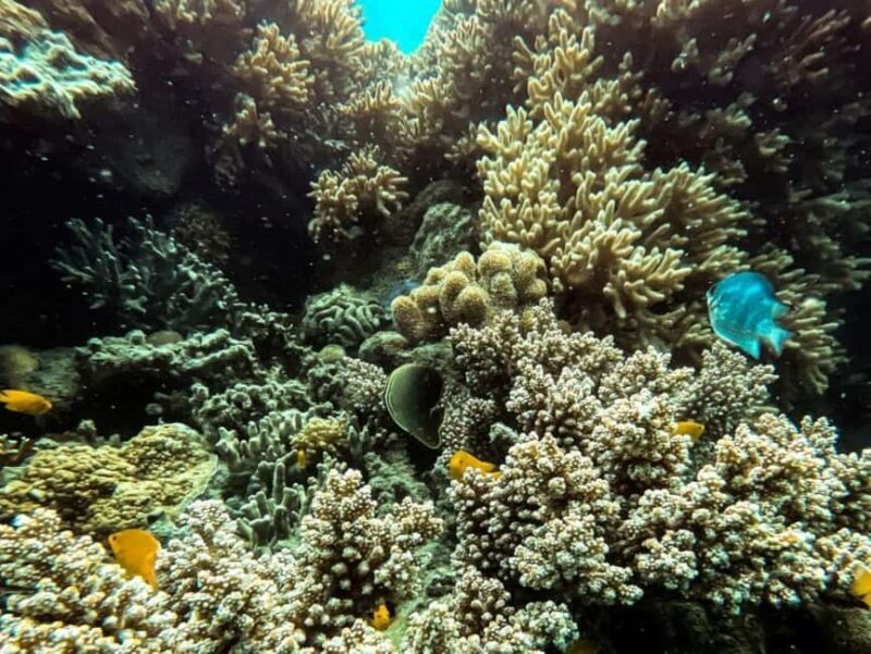 Airlie Beach: Glass-Bottom Boat Tour - Accessibility and Practicalities