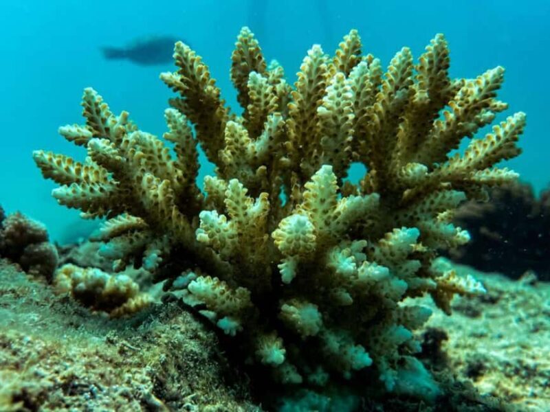 Airlie Beach: Glass-Bottom Boat Tour - What Other Travelers Say