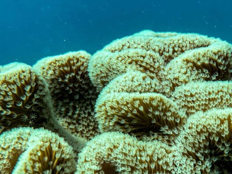 Airlie Beach: Glass-Bottom Boat Tour - Final Thoughts: Who Is This Tour For?