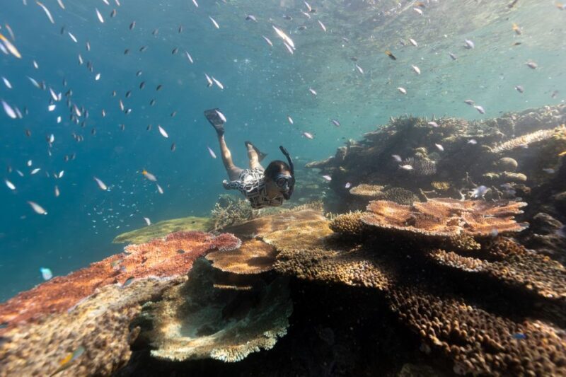 Airlie Beach: Outer Great Barrier Reef Snorkeling Day Trip - Discover the Wonders of the Outer Great Barrier Reef with a Luxury Catamaran from Airlie Beach