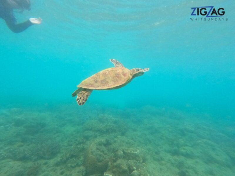 Airlie Beach: Whitehaven Beach Day Tour with Snorkel Option - Practical Details & Tips