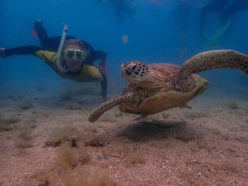Airlie Beach: Whitsunday Islands Sailing, SUP & Snorkel Tour - In The Sum Up