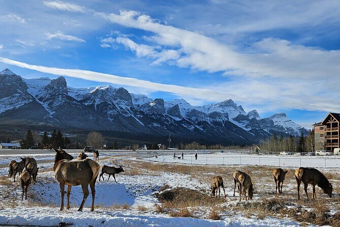 Airport Pickup & Private Tour from Calgary to The Rockies! - A Scenic Calgary to Banff Transfer with a Personal Touch