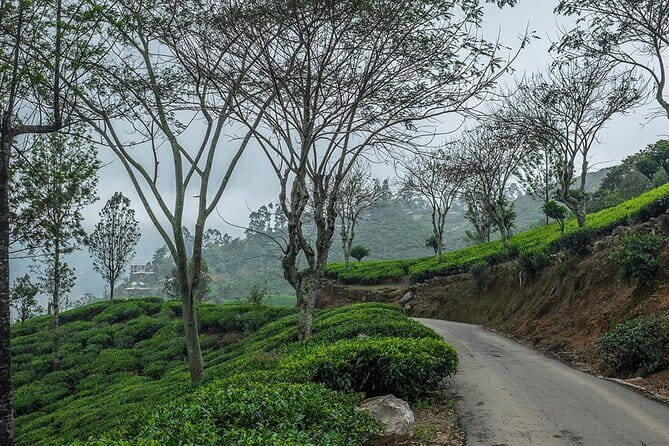 Airport Taxi Transfers from Colombo Airport to Sigiriya - The Sum Up: Is It Worth It?