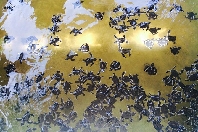 Airport Transfer by Hikkaduwa Taxi Service - A Deep Dive into the Airport Transfer Experience