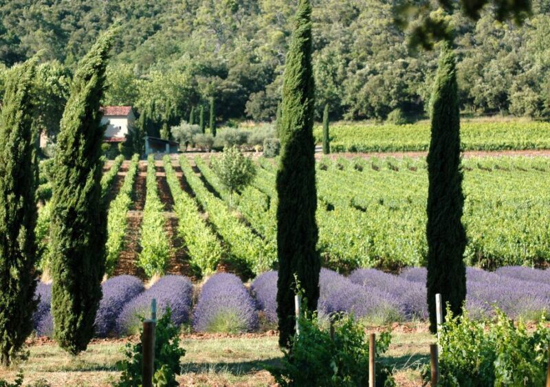 Aix En Provence and Wine Tasting Private Full day Tour - Authentic Experiences and Authenticity