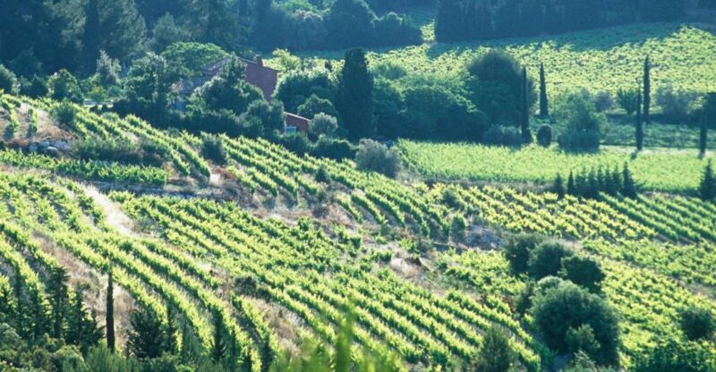 Aix-en-Provence: Half Day Wine Tour in Bandol and Cassis - Key Points