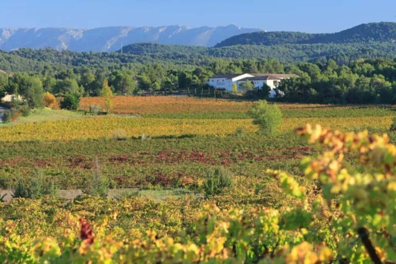 Aix-en-Provence: Half Day Wine Tour in Coteaux d'Aix - A Detailed Look at the Tour Experience