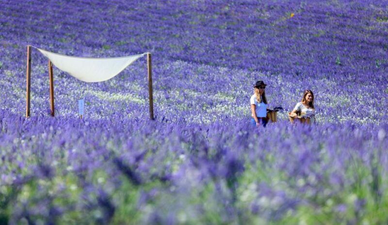 Aix-en-Provence: Lavender Fields Visit - FAQ