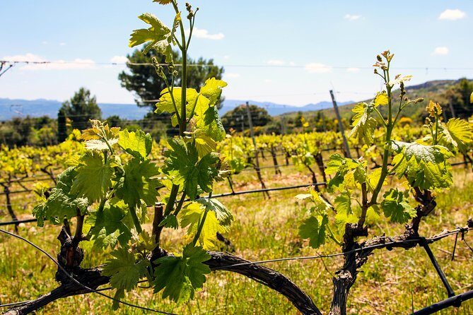 Aix-en-Provence - Mt Sainte Victoire wines in search of Cézanne - Final Thoughts