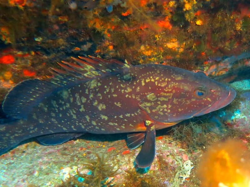 Ajaccio: Beginner's Scuba Dive with Experienced Instructor - A Practical Dive into the Ajaccio Scuba Experience