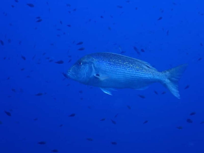Ajaccio: Boat Cruise with Snorkeling - Discover Corsica’s Underwater World on a Boat Cruise with Snorkeling in Ajaccio