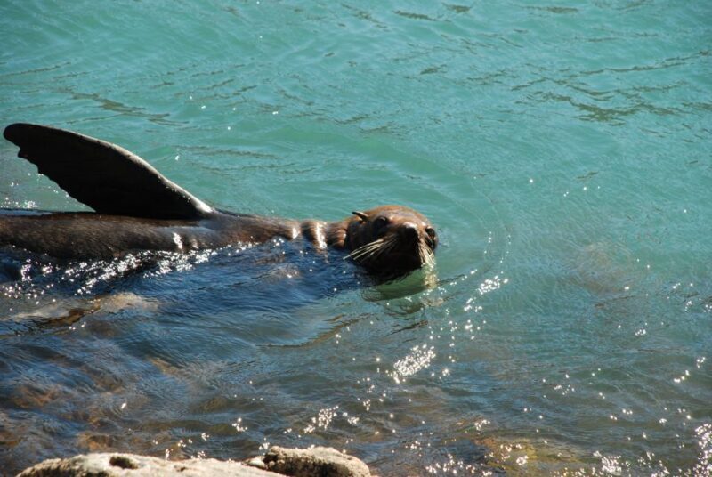 Akaroa: 4WD Safari and Guided Sea-Kayaking Experience - Key Points
