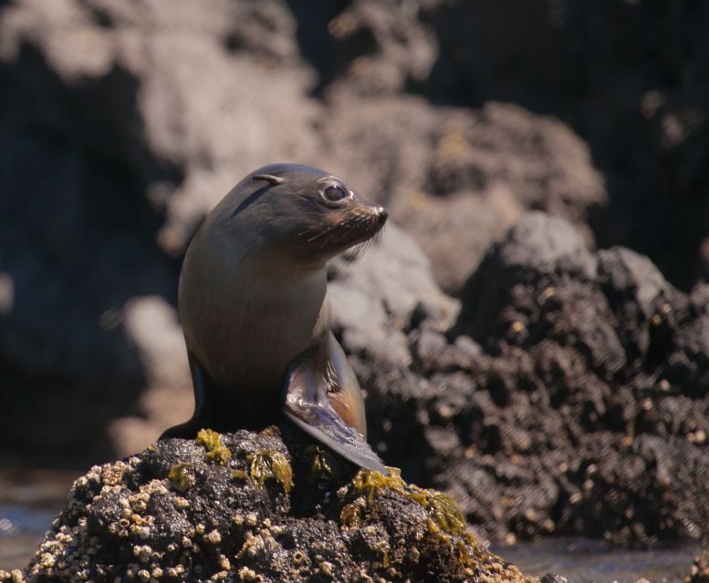 Akaroa: 4WD Safari and Guided Sea-Kayaking Experience - Discovering Akaroa’s Scenic Marvels by 4WD