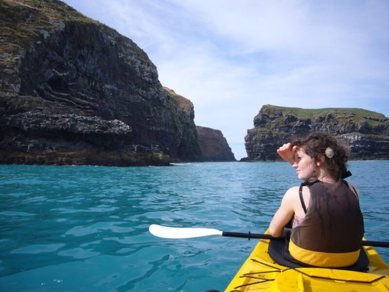 Akaroa: 4WD Safari and Guided Sea-Kayaking Experience - The Wildlife Sightings – What to Expect