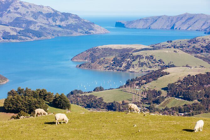Akaroa & Banks Peninsula tour from Lyttelton (Shore Excursion) - Exploring Akaroas Unique Charm