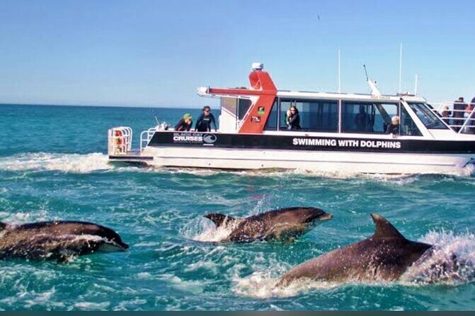 Akaroa Day Tour From Christchurch - Practical Tips for Travelers