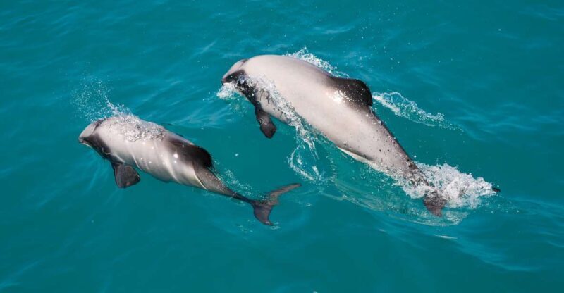 Akaroa: Dolphin Nature Cruise - Final Thoughts
