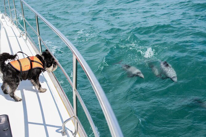 Akaroa Dolphins ~ Harbour Nature Cruise - In-Depth Review: A Close Look at the Akaroa Harbour Nature Cruise