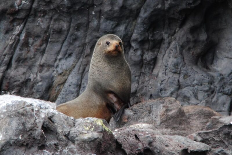 Akaroa Harbour 2-Hour Dolphin Nature Cruise - Key Points