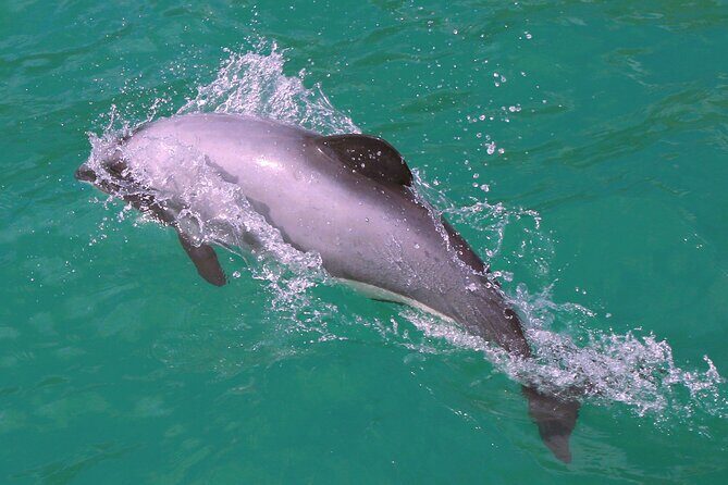 Akaroa Harbour Nature Cruise - Frequently Asked Questions