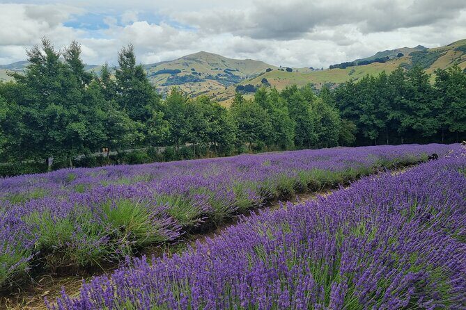 Akaroa Lavender Seasonal Guided Tour Experience - The Experience in Detail: What to Expect