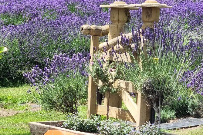 Akaroa Lavender Seasonal Guided Tour Experience - Final Thoughts