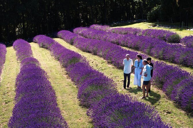 Akaroa Lavender Seasonal Guided Tour Experience - FAQ