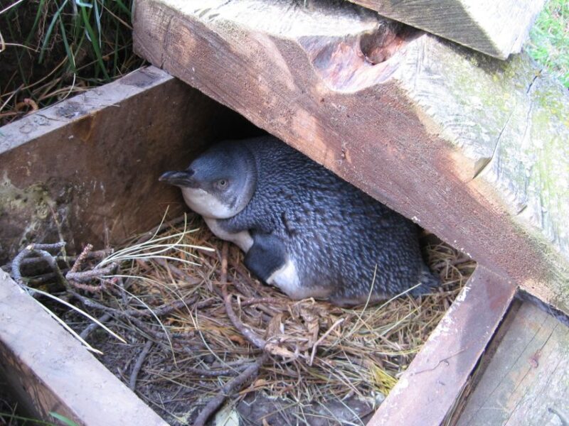 Akaroa: Pohatu Little Penguins 3-Hour Evening Experience - An In-Depth Look at the Experience