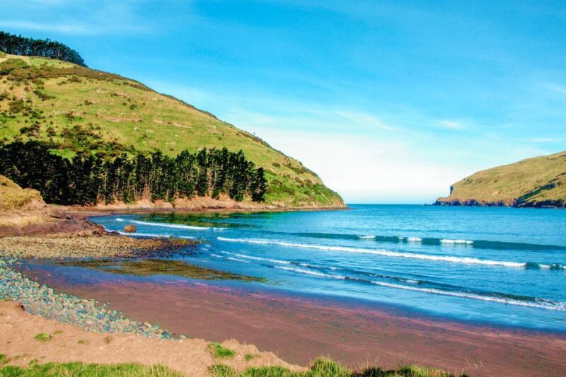 Akaroa: Pohatu Penguins Scenic Nature 2-Hour or 4-Hour Tour - Key Points