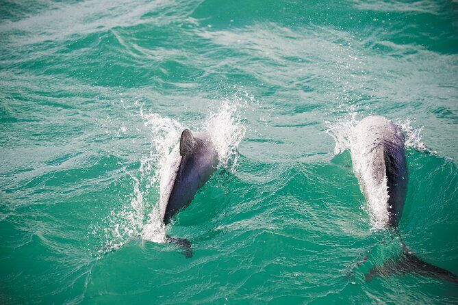 Akaroa Private Day Tour From Christchurch (Carbon Neutral) - The Experience in Detail