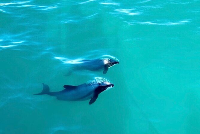 Akaroa Private Day Tour from Christchurch - Why This Tour Offers Great Value