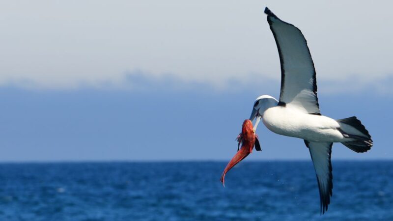 Akaroa: Scenic Coastline Wildlife Cruise - In-Depth Review of the Akaroa Wildlife Cruise