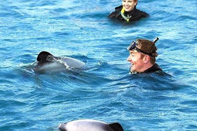Akaroa Swim with Dolphins Tour from Christchurch - Swimming with Wild Hectors Dolphins