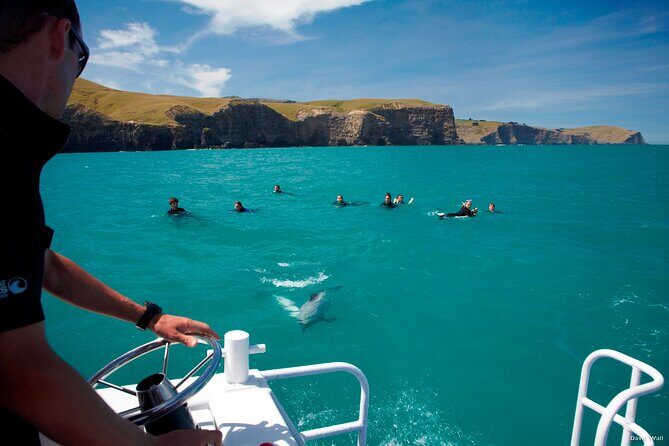 Akaroa Swim with Dolphins Tour from Christchurch - Practical Details and Considerations