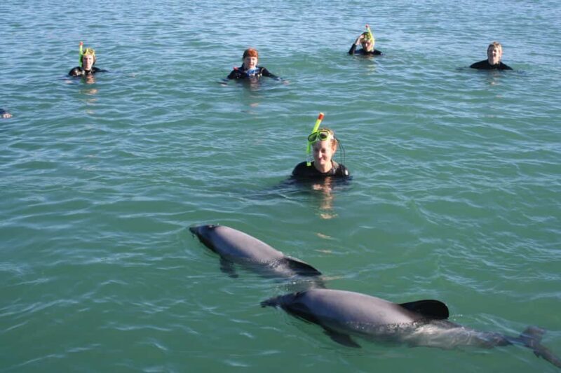 Akaroa: Swimming with Wild Dolphins Experience - The Experience in Detail